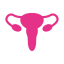 uterus